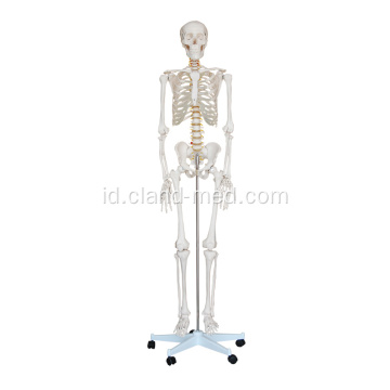 Skeleton Ukuran Hidup 180cm Tinggi
